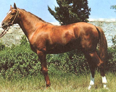 ru-artsakh-horse