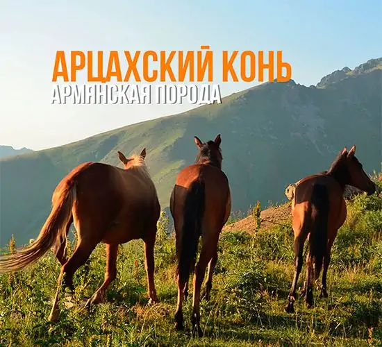 ru-artsakh-horse